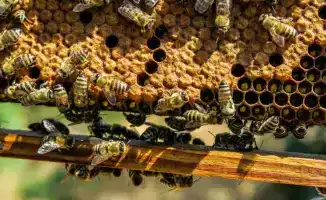 Казахстан увеличивает экспорт меда, ожидая достижения 1 477 тонн к 2025 году