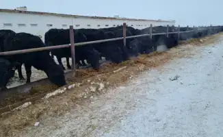 Племенное хозяйство ПЗ Балкашинский развивает казахскую белоголовую породу крупного рогатого скота