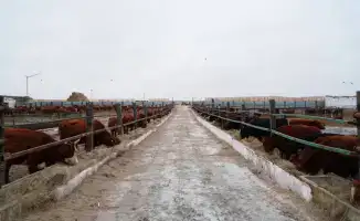 Завоз калмыцкого КРС в Акмолинскую область 4300 голов