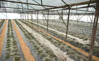 Жетысай: Эффективное использование приусадебных участков