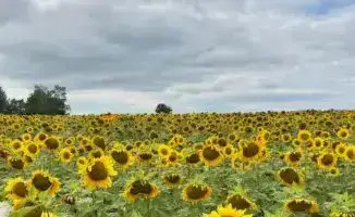Строительство завода по подработке семян масличных и крупяных культур в Восточно-Казахстанской области
