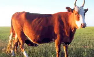Завоз крупного рогатого скота калмыцкой породы в Акмолинскую область для мясного кластера