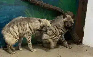 Появление полосатых гиен и гиеновидных собак в Карагандинском зоопарке: новый этап в сохранении редких видов