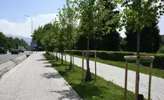 Алматы стремится увеличить зеленые насаждения до 15 кв. м на человека к 2030 году в рамках глобальной экологической инициативы