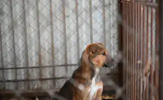 Международный опыт в решении проблемы бродячих животных: Жетісу на пути к эффективным мерам