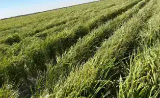 Новые технологии для риса в Туркестанской области