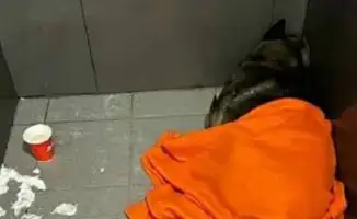 Собака Додобоня, плед и увольнение курьера: буря в соцсетях вокруг решения Додо Пиццы