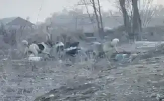 Стая собак едва не растерзала женщину в Алматинской области: пострадавшая теряла сознание во время нападения