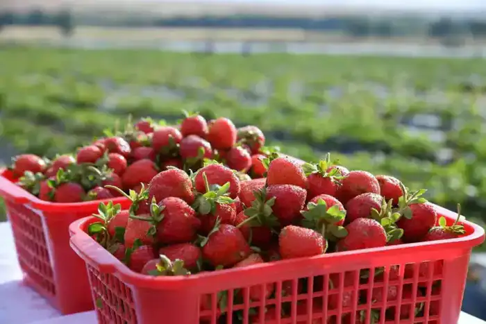 В ТУРКЕСТАНСКОЙ ОБЛАСТИ ЗА ТРИ ГОДА СОЗДАН 201 НОВЫЙ СЕЛЬСКОХОЗЯЙСТВЕННЫЙ КООПЕРАТИВ (4)