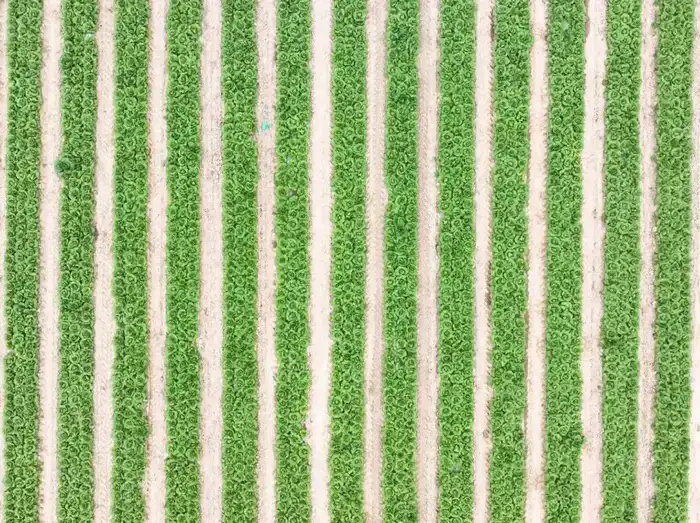 В ТУРКЕСТАНСКОЙ ОБЛАСТИ АКТИВНО ВЕДЕТСЯ ВЕСЕННЯЯ ПОСЕВНАЯ КАМПАНИЯ (4)