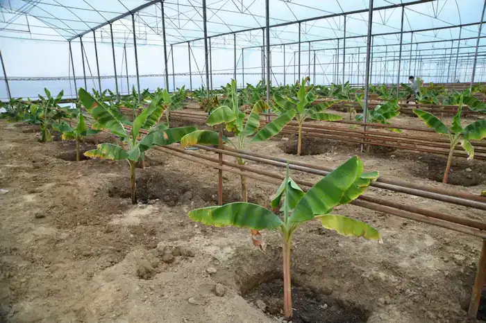 Выращивание бананов в Отырарском тепличном комплексе Otyrar GeoBanana