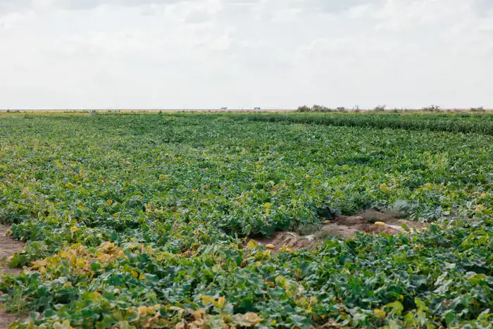 До 10 тысяч гектаров увеличатся посевные площади в Атырауской области (7)