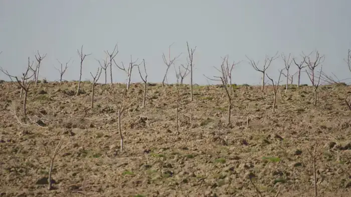 ТУРКЕСТАН: 30 ГЕКТАРОВ ПЛОДОРОДНОЙ ЗЕМЛИ ПРЕВРАЩАЮТ В САД СЛАДОСТЕЙ — ПЕРСИКИ, ЧЕРЕШНИ И ВИНОГРАД
