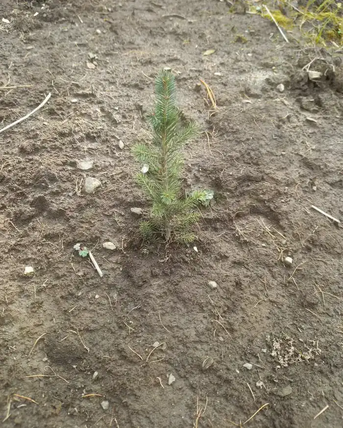 В ВКО за два года будет высажено 36 млн штук саженцев (5)