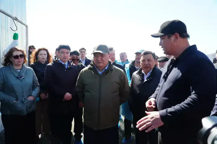 Калмыцкая порода КРС набирает популярность в Акмолинской области (3)