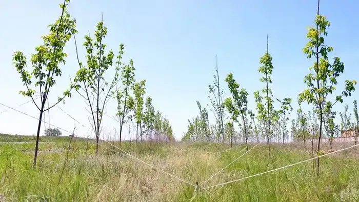 Масштабное озеленение в Карагандинской области: новые инициативы по улучшению экологии