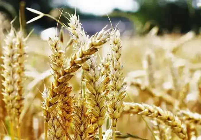 АКК продолжает прием заявок на страхование яровых культур от засухи на сезон-2026