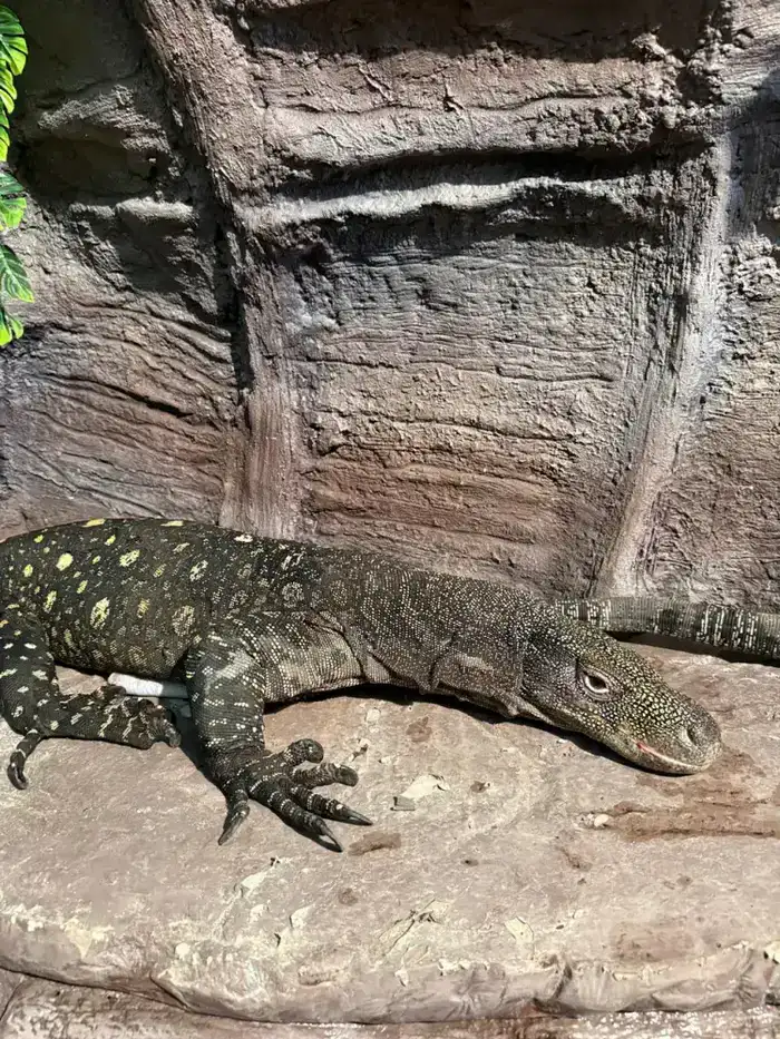 Редкие гигантские ящерицы из Новой Гвинеи стали доступными для посетителей Алматинского зоопарка