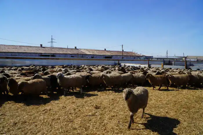 Калмыцкие коровы: мясной бум в Акмолинской области!