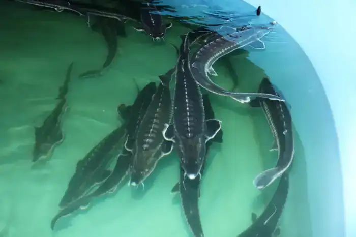 Айдарбек Сапаров ознакомился с ходом реализации инвестпроектов АПК в Костанайской области (8)