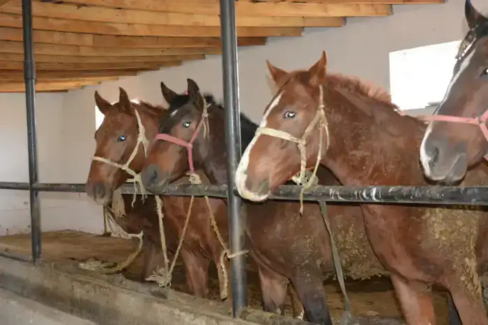 Более половины сельхозпродукции Жамбылской области обеспечивает животноводство (4)
