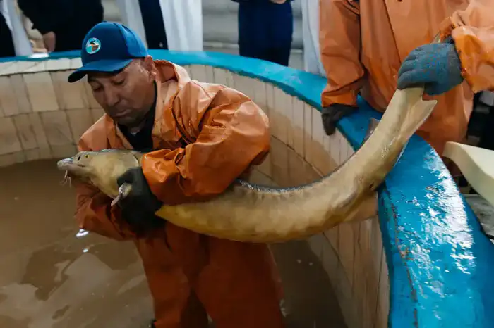 В Махамбетском районе будет введён в эксплуатацию завод по выращиванию рыбы с годовой мощностью 130 тонн