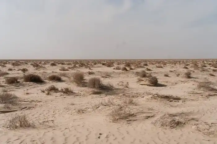 Исследования и озеленение: в Атырау разрабатывают меры по борьбе с пыльными бурями (4)