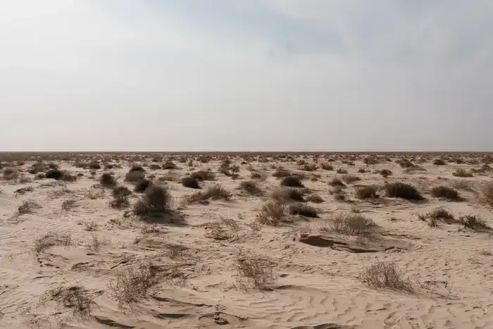 Исследования и озеленение: в Атырау разрабатывают меры по борьбе с пыльными бурями (5)