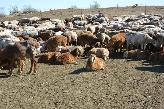 Более половины сельхозпродукции Жамбылской области обеспечивает животноводство (6)