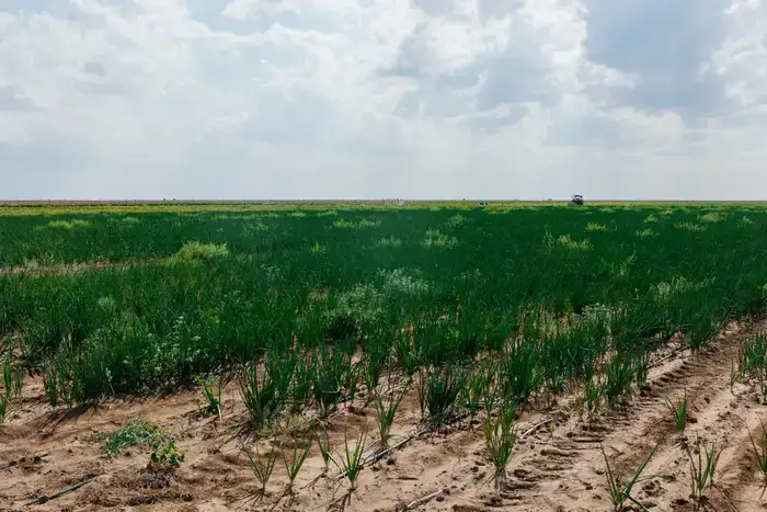 Увеличение посевных площадей в Атырауской области: шаг к продовольственной безопасности Казахстана