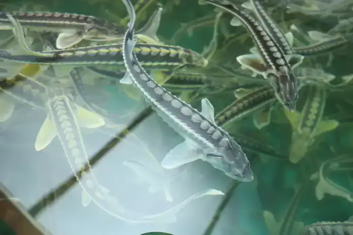 Рабочая поездка акима области в Костанайский район (7)