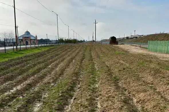 ТУРКЕСТАНСКАЯ ОБЛАСТЬ ЛИДИРУЕТ В РЕСПУБЛИКЕ ПО ПРОИЗВОДСТВУ САЖЕНЦЕВ И ПОСАДКЕ ДЕРЕВЬЕВ (4)