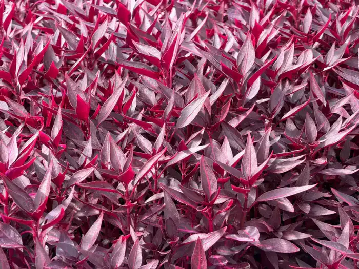 В Алматы цветы украсят более 380 тыс. кв. метров городских территорий (5)