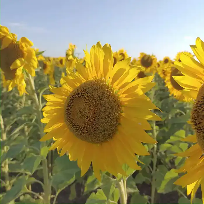В Кокшетау начнется строительство нового маслоэкстракционного завода с мощностью 300 тыс. тонн масла в год