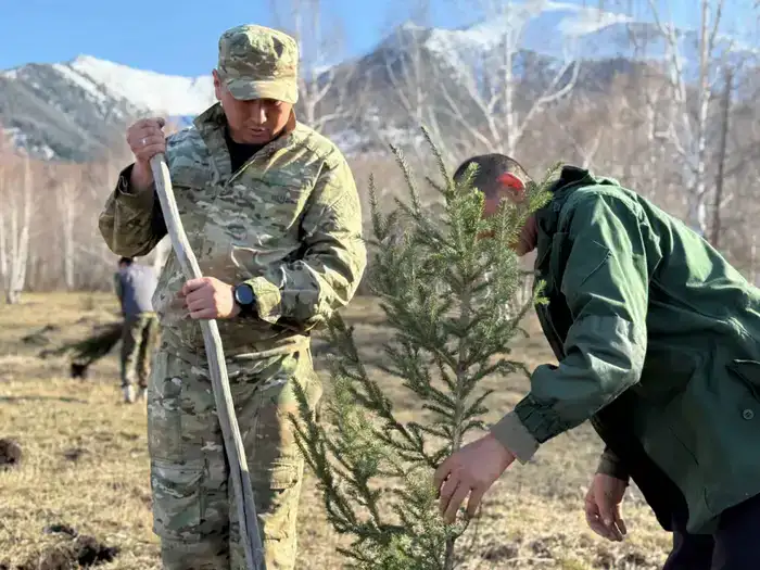 В ВКО за два года будет высажено 36 млн штук саженцев (6)