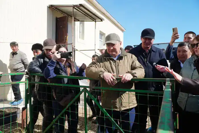 Калмыцкая порода КРС набирает популярность в Акмолинской области (2)