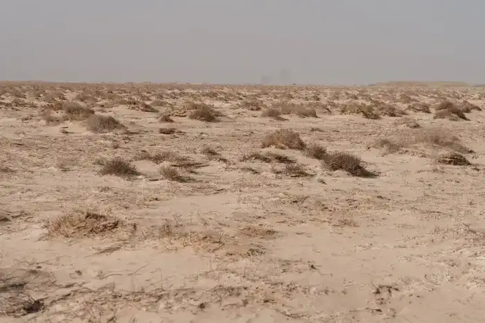 Исследования и озеленение: в Атырау разрабатывают меры по борьбе с пыльными бурями (9)