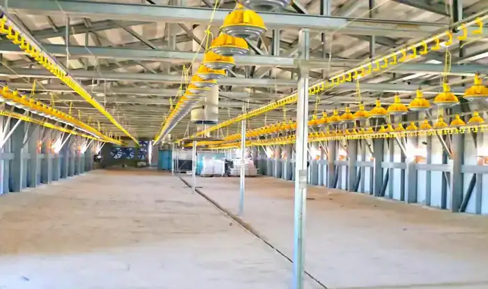 Запуск птицефабрики в Кызылординской области с мощностью 3,5 тыс тонн мяса птицы в год