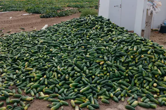 До 10 тысяч гектаров увеличатся посевные площади в Атырауской области (6)