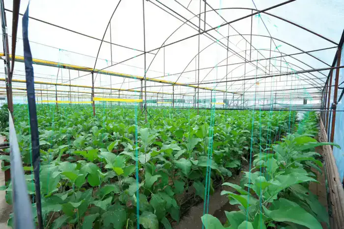 В ТУРКЕСТАНСКОЙ ОБЛАСТИ ЗА ТРИ ГОДА СОЗДАН 201 НОВЫЙ СЕЛЬСКОХОЗЯЙСТВЕННЫЙ КООПЕРАТИВ (8)