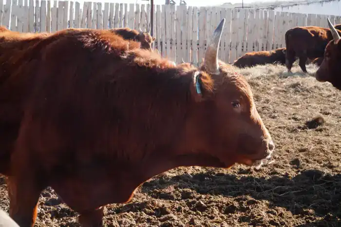 Калмыцкая порода КРС набирает популярность в Акмолинской области (7)