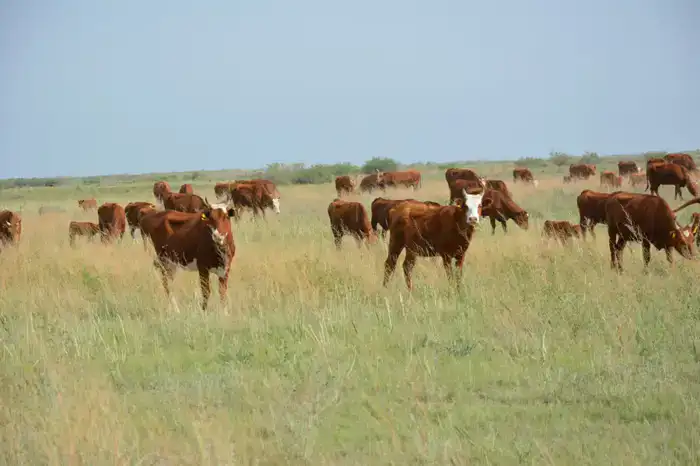 Более половины сельхозпродукции Жамбылской области обеспечивает животноводство (10)