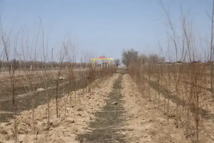 В Илийском районе ведутся масштабные работы по озеленению (7)