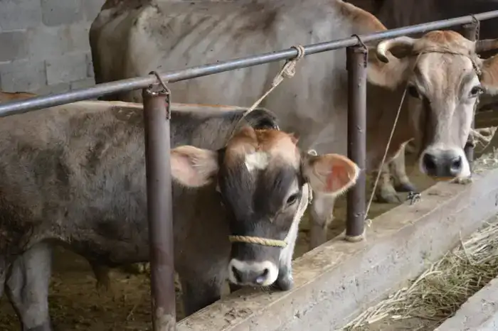 Рост животноводства в Жамбылской области способствует увеличению доли сельхозпродукции и улучшению продовольственной безопасности региона