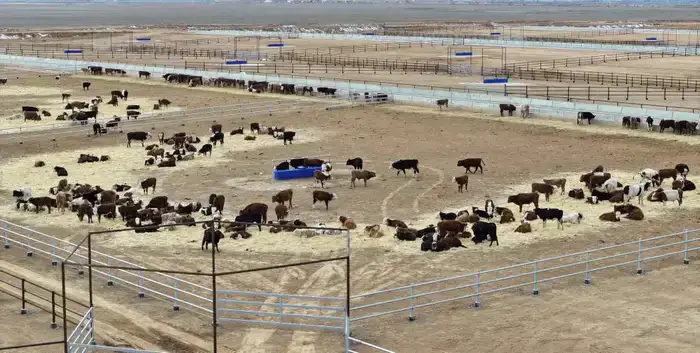 В ТУРКЕСТАНСКОЙ ОБЛАСТИ ЗА ТРИ ГОДА СОЗДАН 201 НОВЫЙ СЕЛЬСКОХОЗЯЙСТВЕННЫЙ КООПЕРАТИВ (5)
