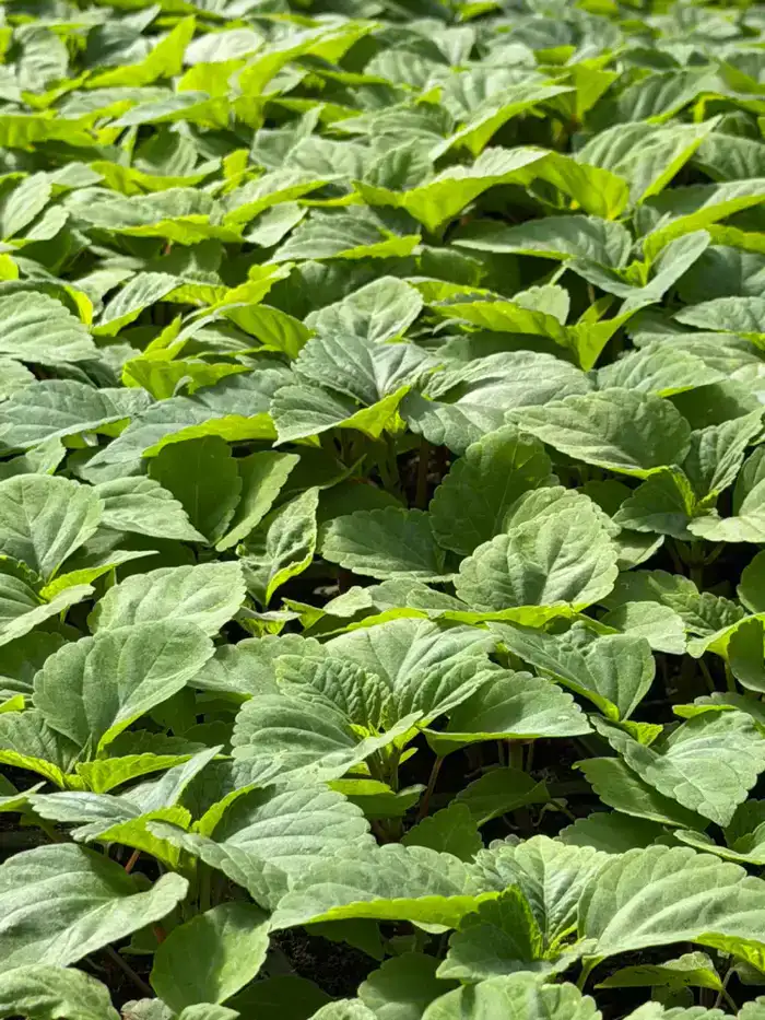 Алматы: Город цветов, который зацветет на 380 тыс. кв. метров в 2026 году