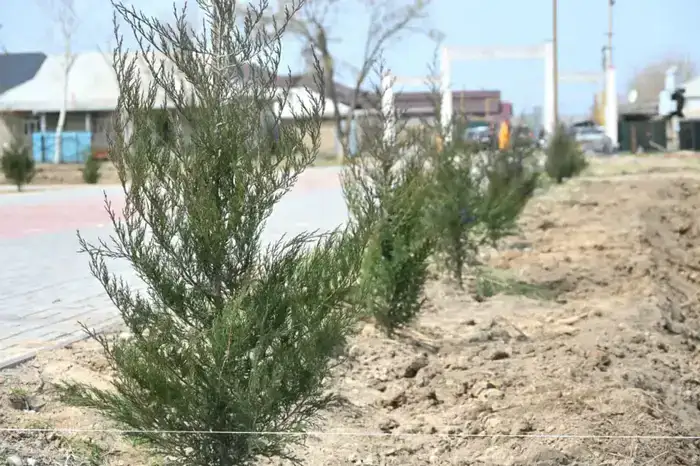 ТУРКЕСТАН: В ДЕНЬ ОБНОВЛЕНИЯ В ЖЕТЫСАЕ ВЫСАЖЕНО 5 ТЫСЯЧ САЖЕНЦЕВ (2)