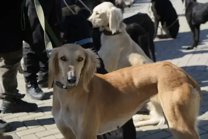 Национальный день спорта в Жетісу: дети сыграли в асыки с помощью роботов (4)