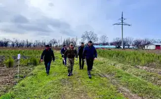 Туркестанская область на первом месте по саженцам