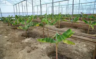 Выращивание бананов в Отырарском тепличном комплексе Otyrar GeoBanana